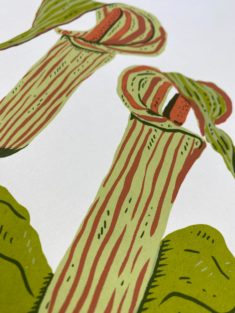 Jack-in-the-pulpit Print
