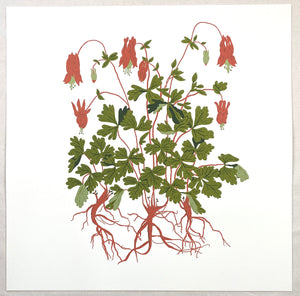 Columbine Print