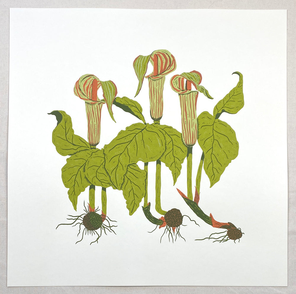 Jack-in-the-pulpit Print