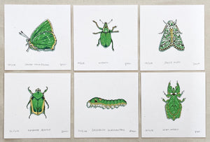 Leaf Insect Prints