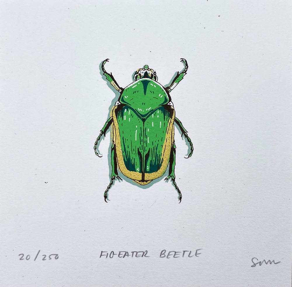 Figeater Beetle Prints
