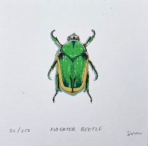 Figeater Beetle Prints
