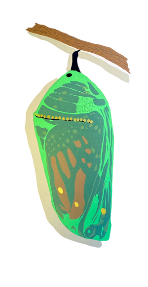 Chrysalis